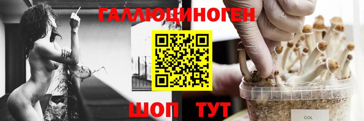 Галлюциногенные грибы Psilocybe Челябинск